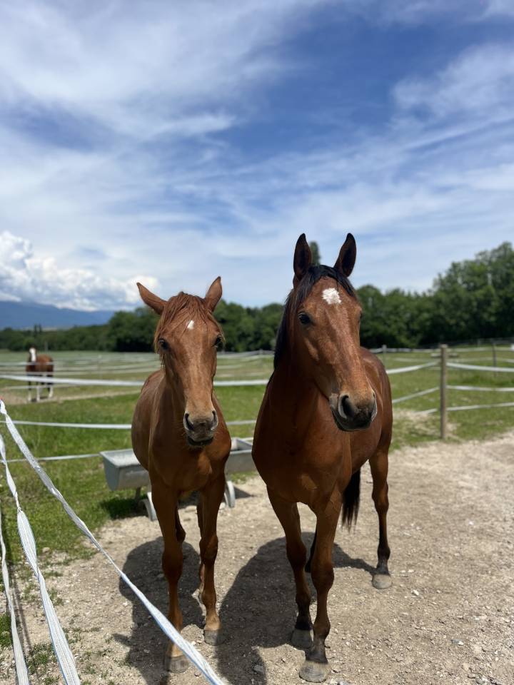 Jument de sport plein CCE / Poulain &agrave; na&icirc;tre 