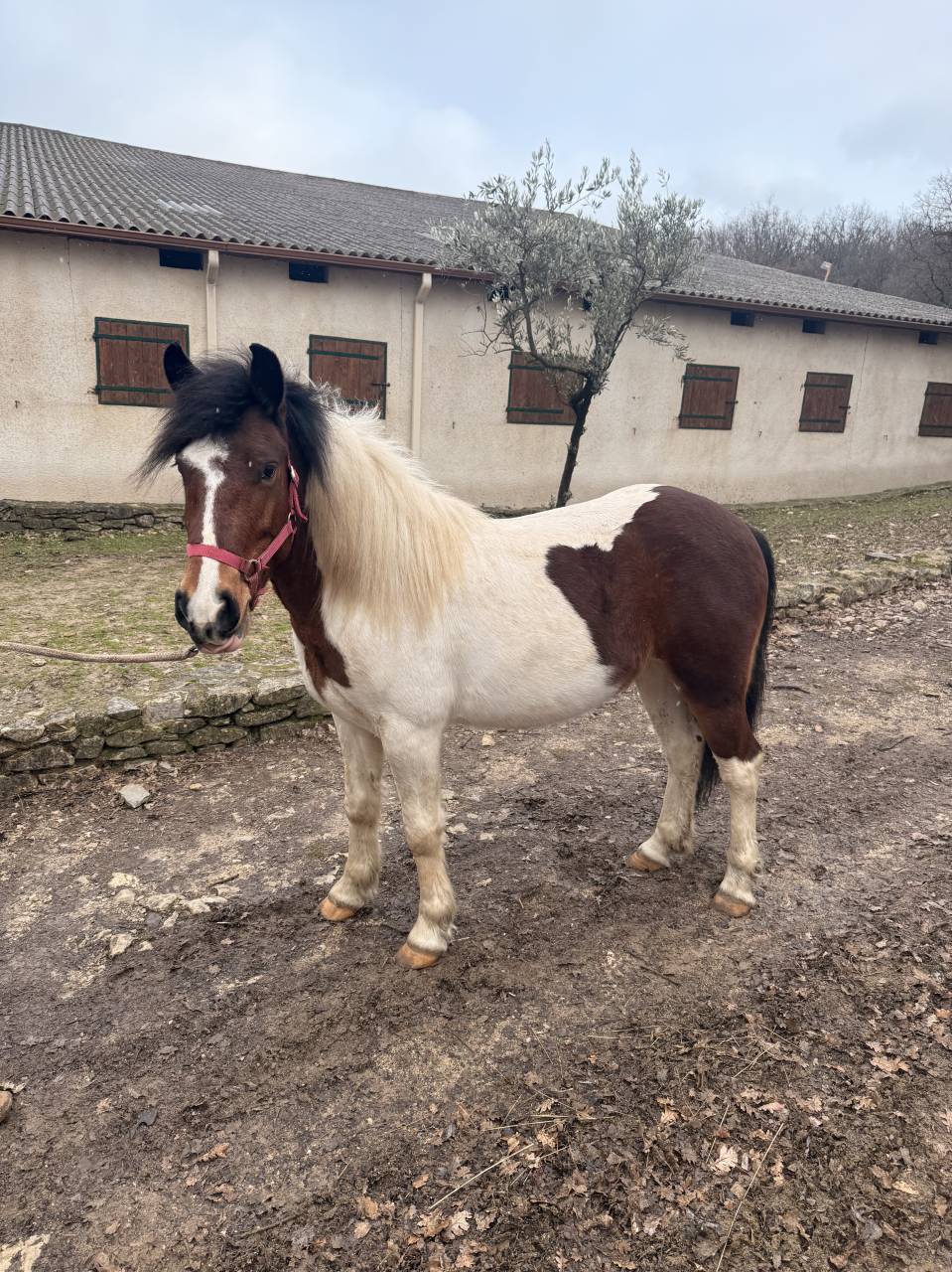 Poney ONC &agrave; vendre