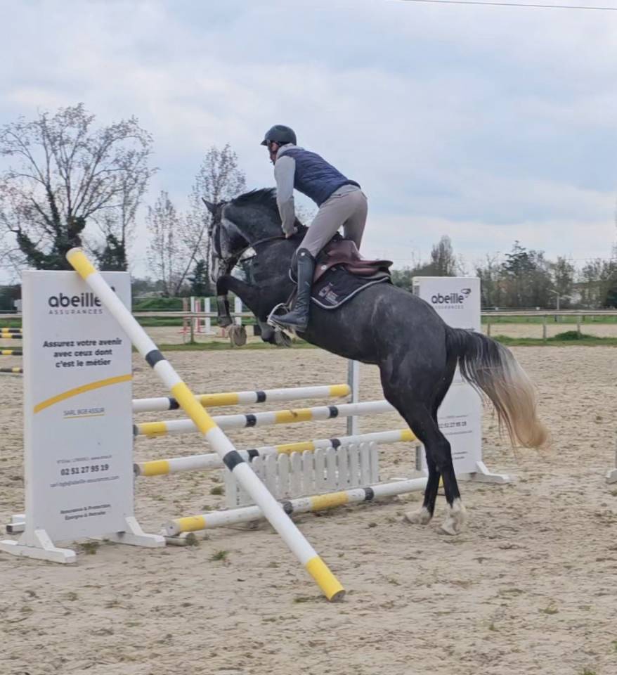 Jument de 5 ans selle fran&ccedil;ais