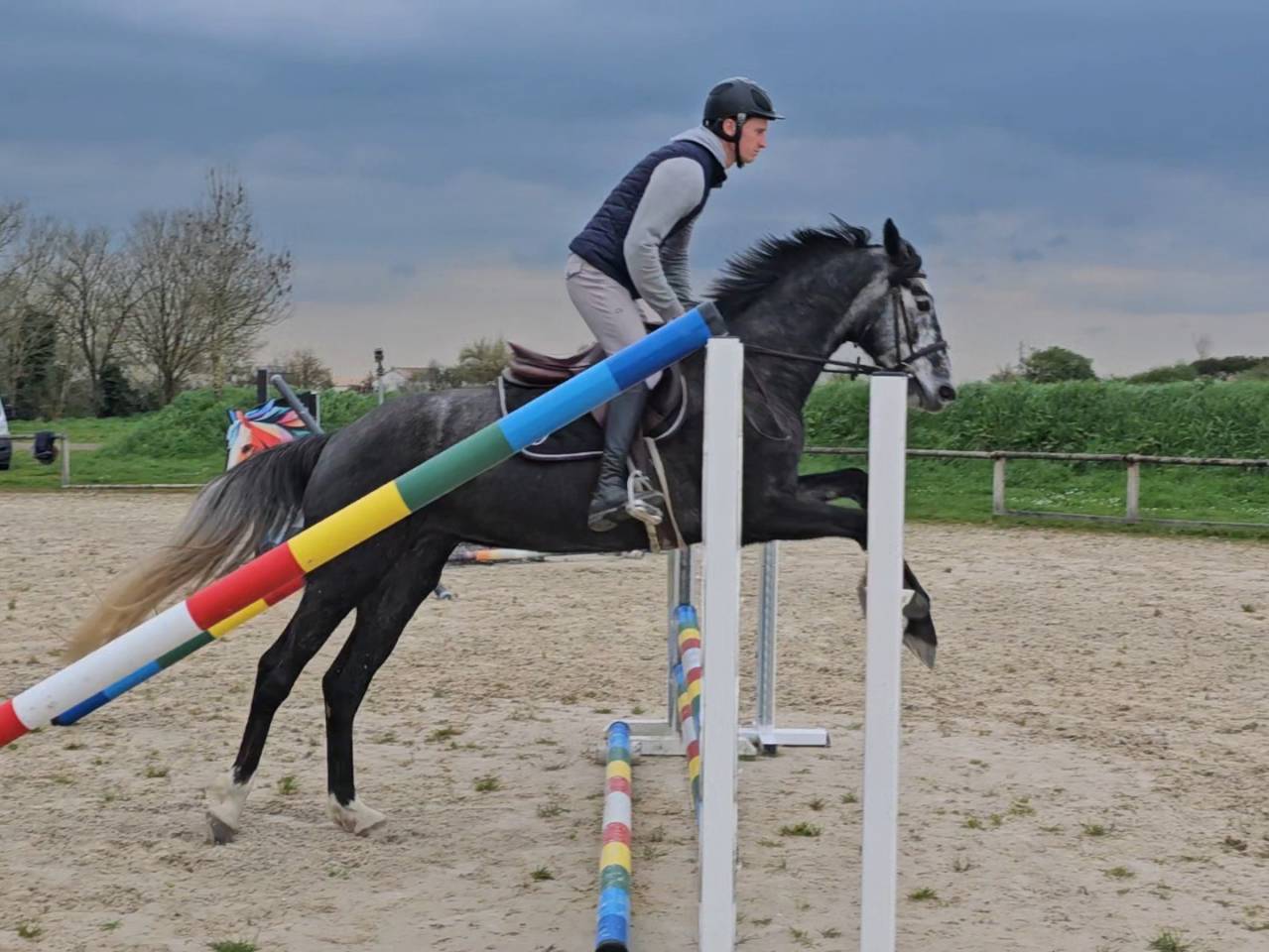 Jument de 5 ans selle fran&ccedil;ais