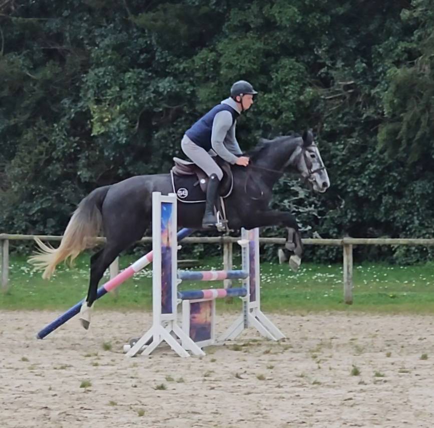 Jument de 5 ans selle fran&ccedil;ais