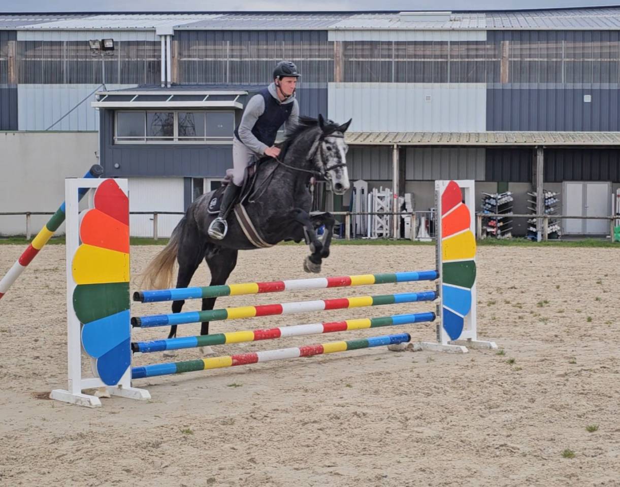 Jument de 5 ans selle fran&ccedil;ais
