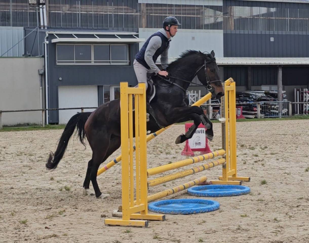 Jument de 4 ans selle fran&ccedil;ais