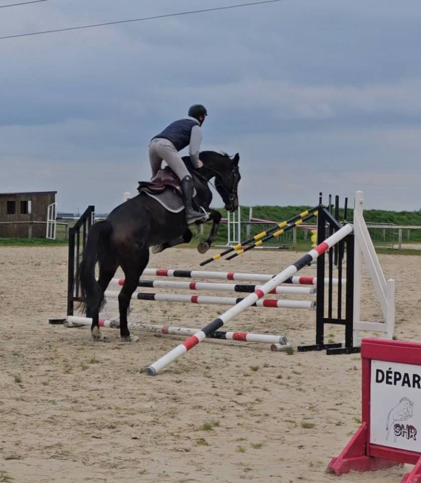 Jument de 4 ans selle fran&ccedil;ais
