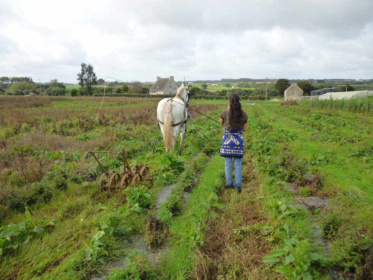 2 chevaux percherons