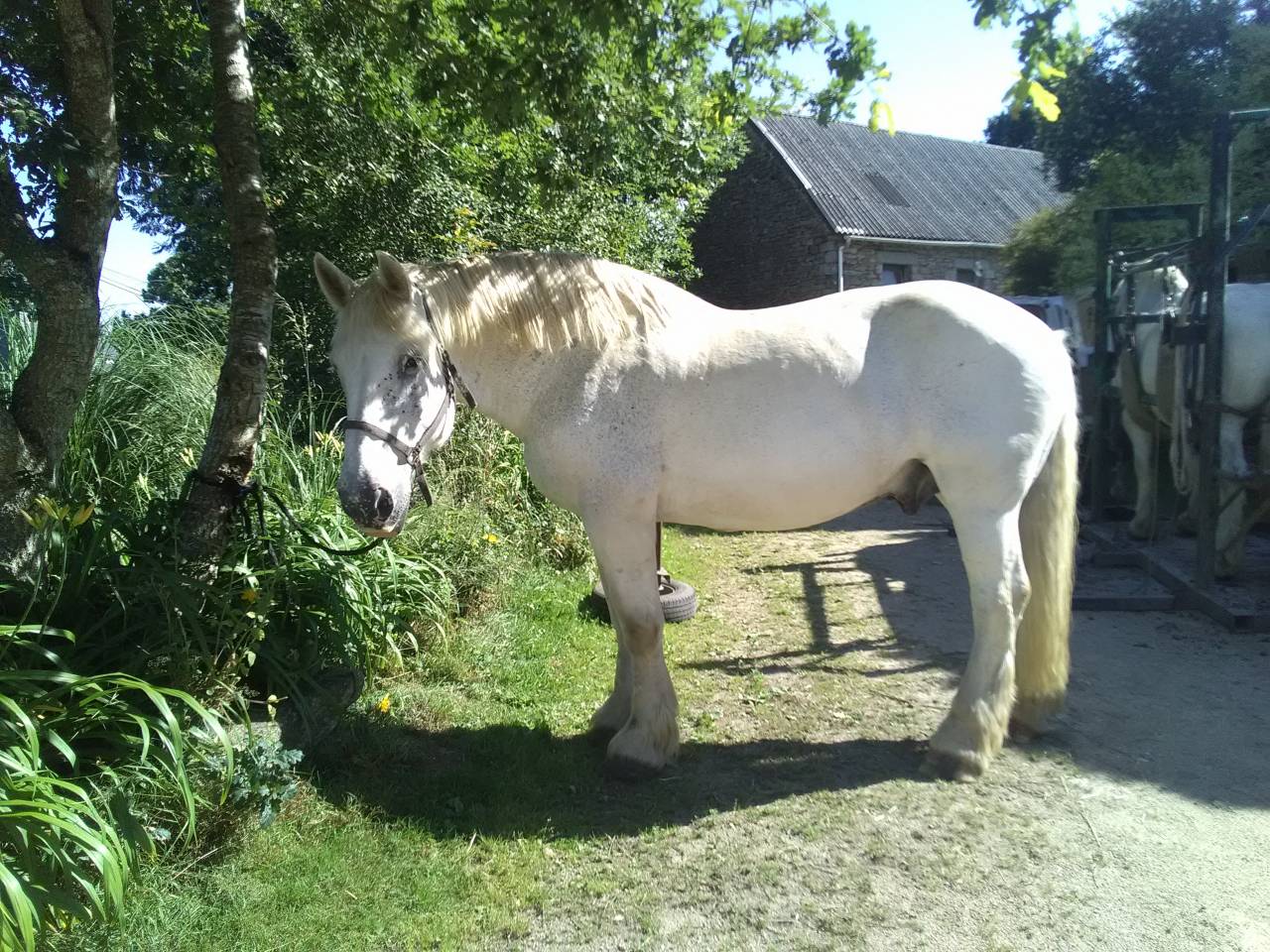 2 chevaux percherons