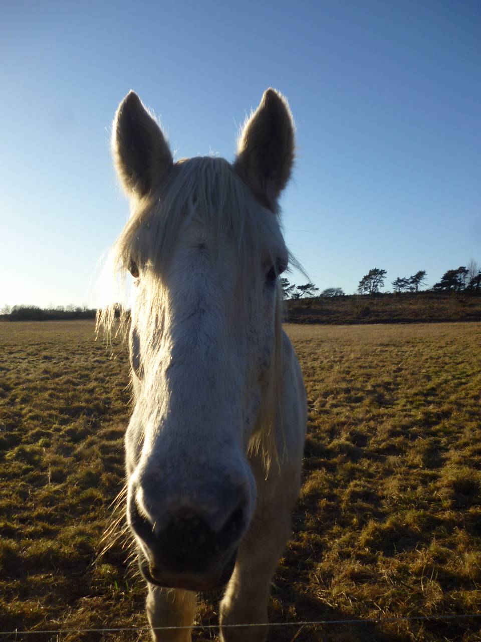 2 chevaux percherons
