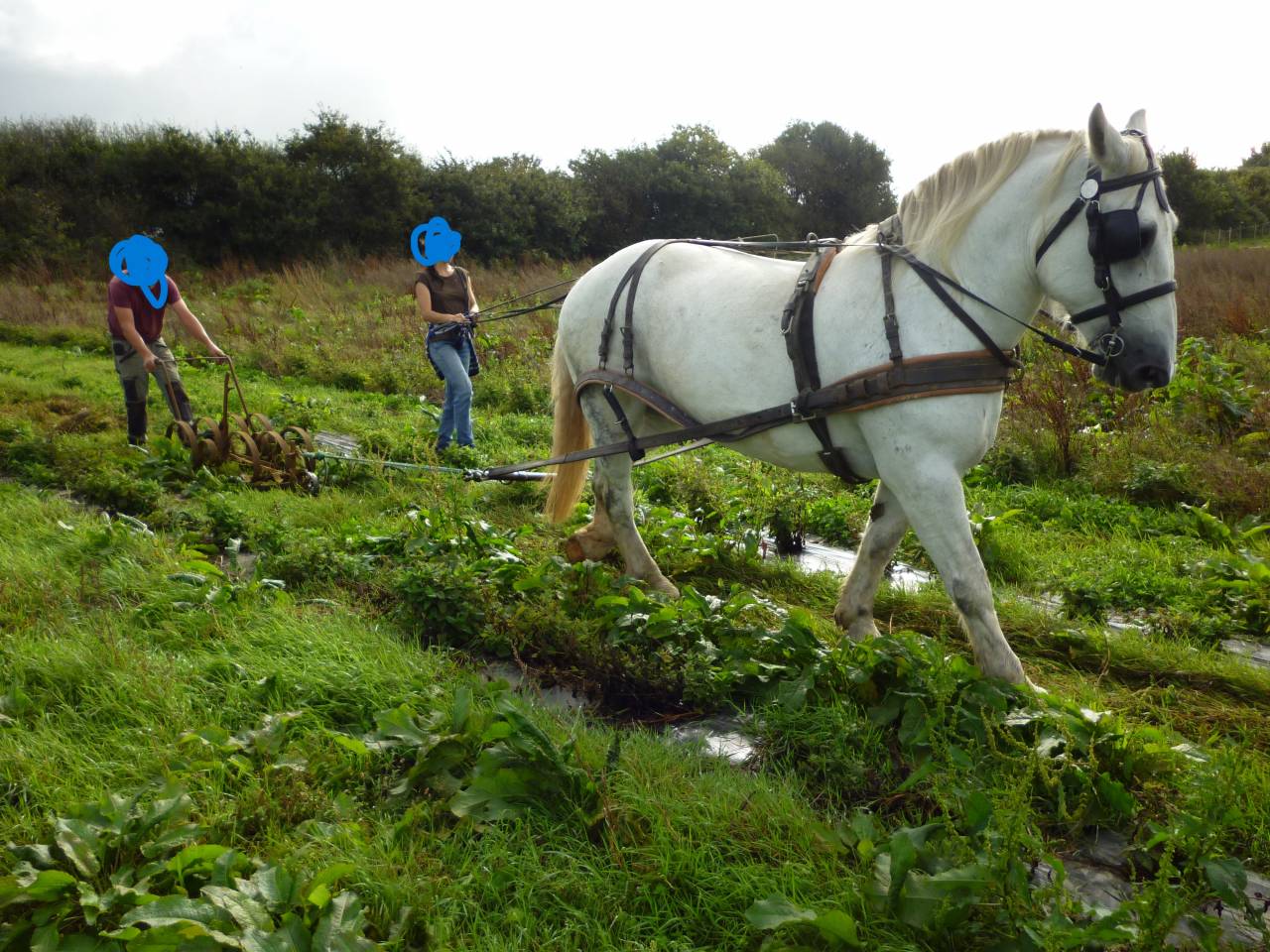 2 chevaux percherons