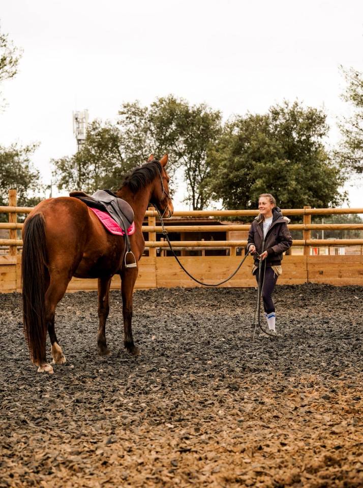 &Agrave; vendre Napol&eacute;on de l&rsquo;automne - hongre SF - 3 ans 