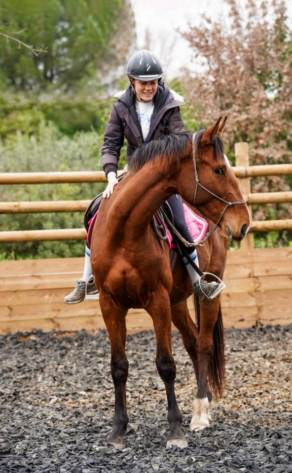 &Agrave; vendre Napol&eacute;on de l&rsquo;automne - hongre SF - 3 ans 