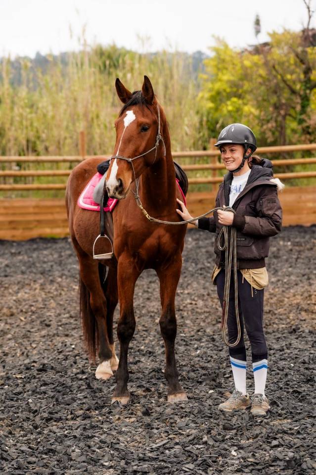 &Agrave; vendre Napol&eacute;on de l&rsquo;automne - hongre SF - 3 ans 