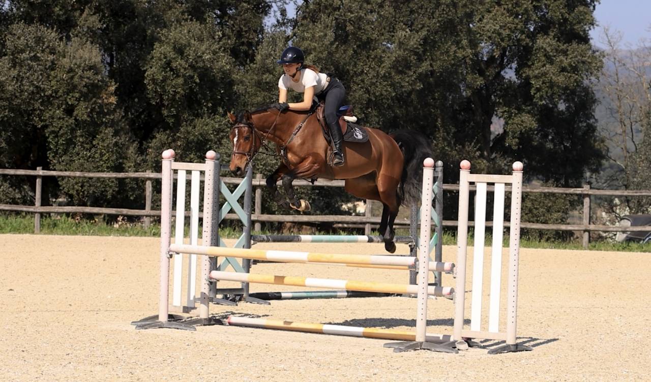 Belle jument de sport par Flipper d'Elle