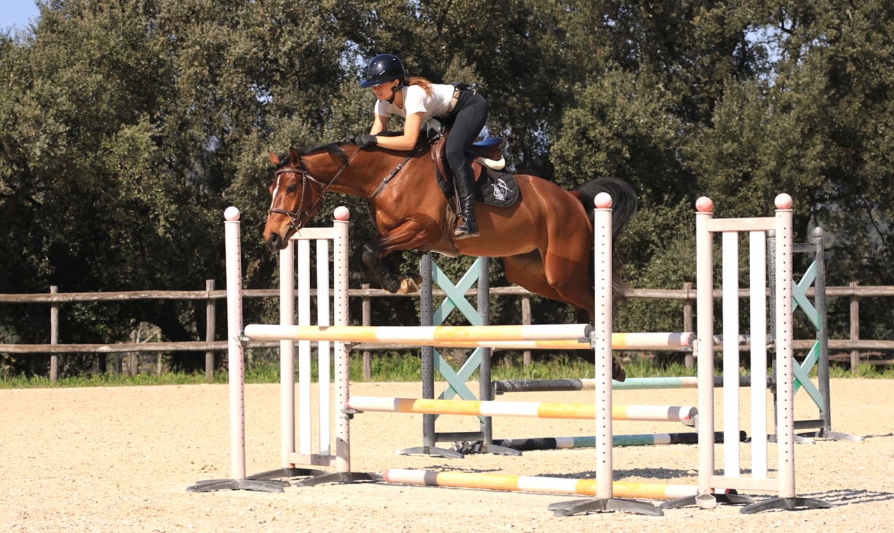 Belle jument de sport par Flipper d'Elle