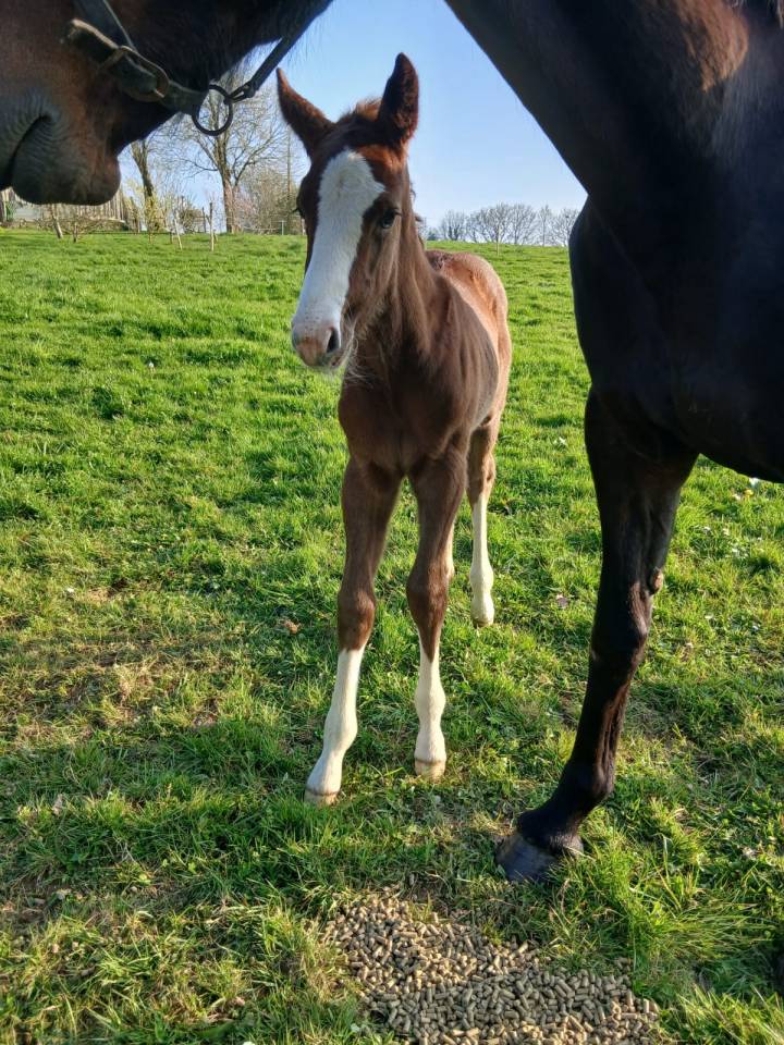 Poulain de l'ann&eacute;e 