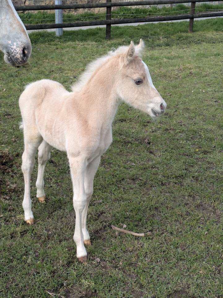 Foal Male PFS Palomino par Greatstar embet Tilia