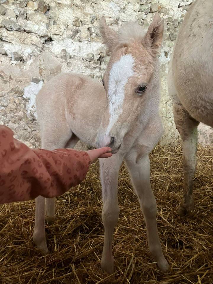Foal Male PFS Palomino par Greatstar embet Tilia