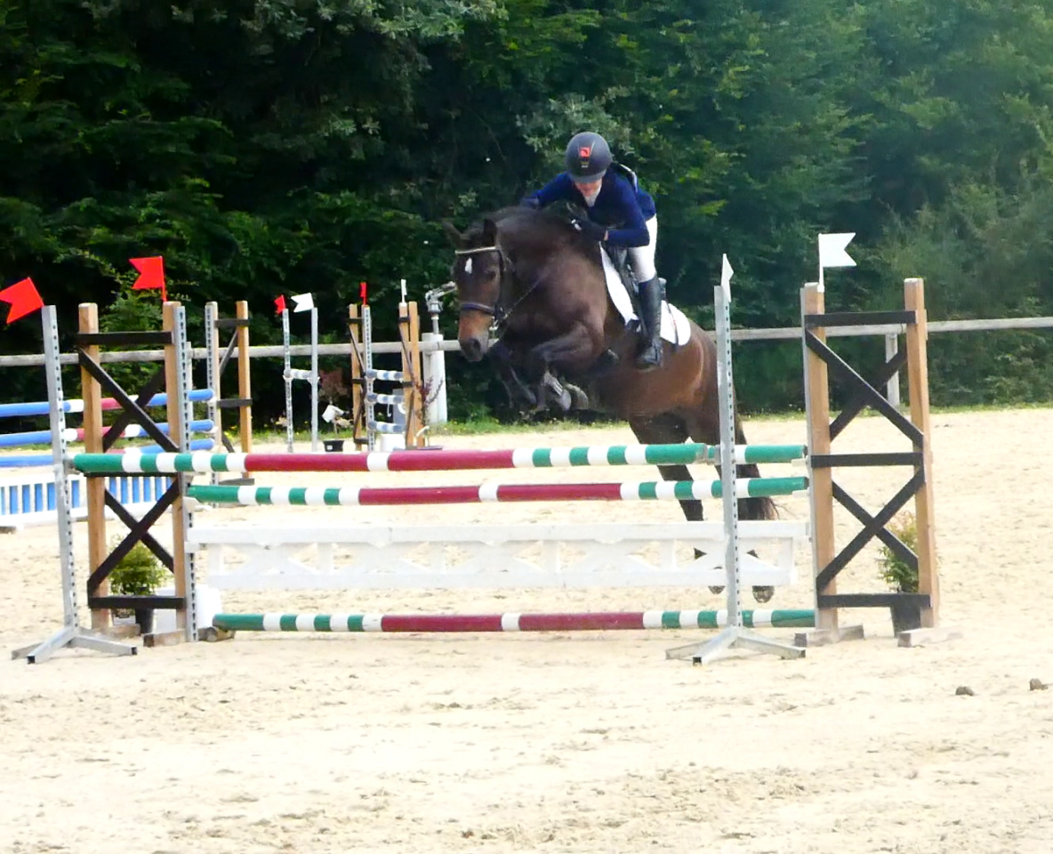 Jument Welsh K 6 ans