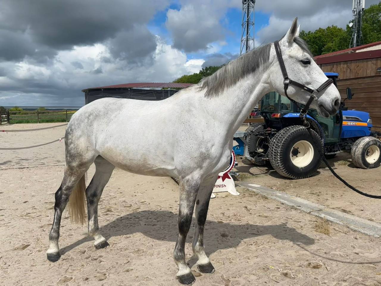 &Agrave; vendre : Jument de 10 ans 