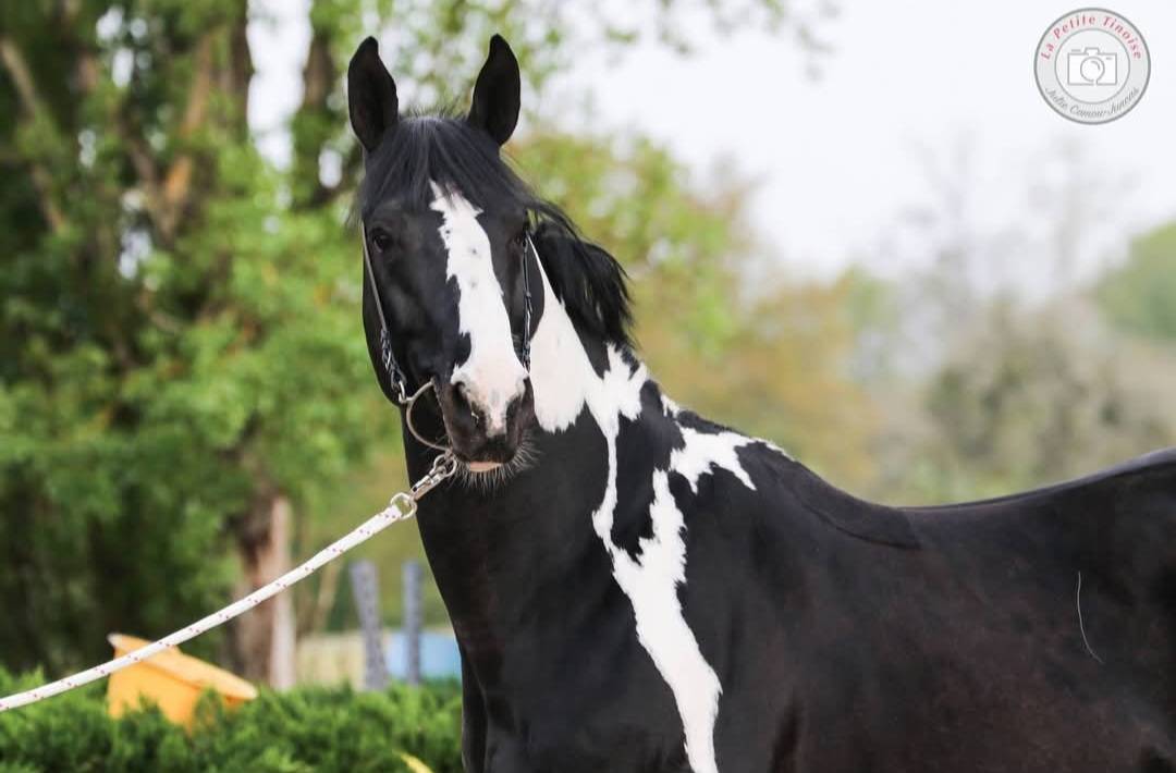 Lightning Darco UK : cso dressage haut niveau 