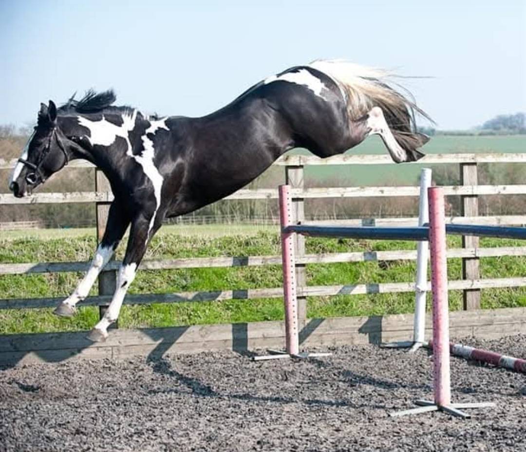 Lightning Darco UK : cso dressage haut niveau 