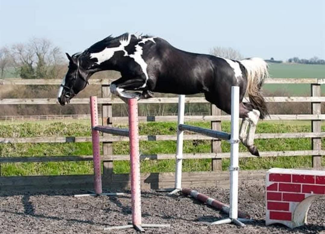 Lightning Darco UK : cso dressage haut niveau 