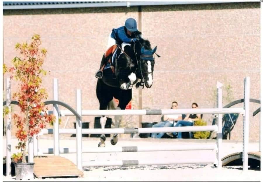 Lightning Darco UK : cso dressage haut niveau 