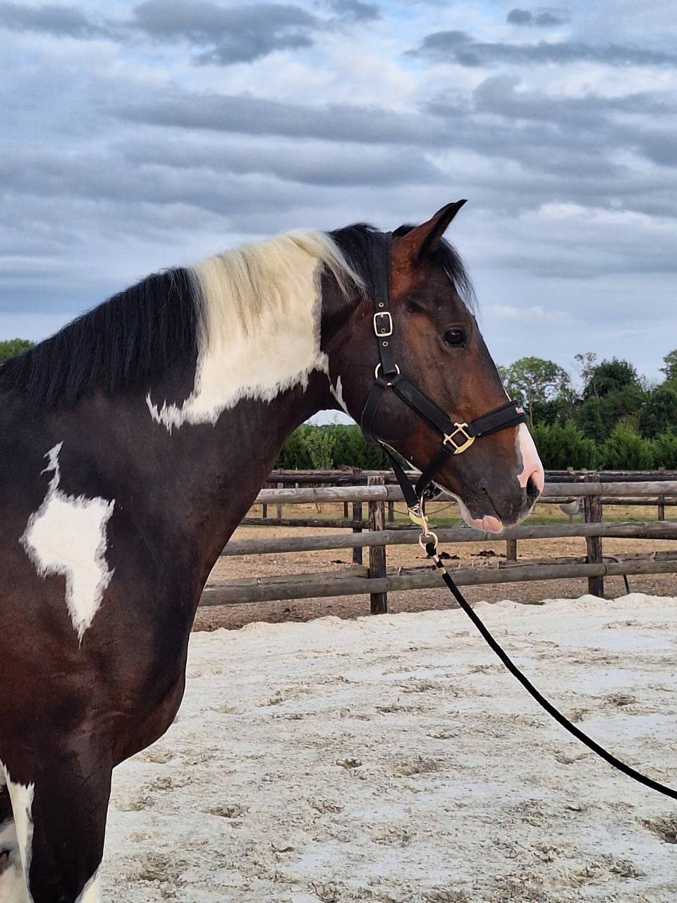 Id&eacute;al Combe Aux Loups : saillie cso top origines