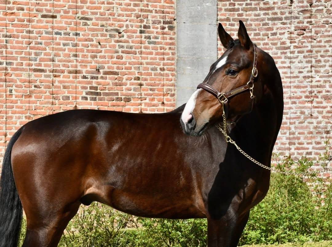 SUBLIME HONGRE PROFESSEUR ORIENT&Eacute; DRESSAGE 