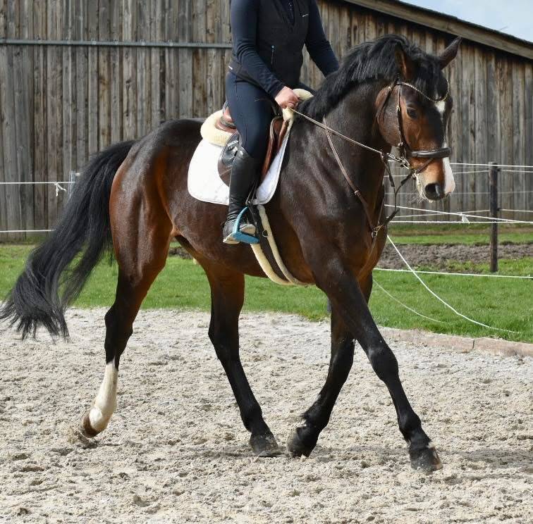 SUBLIME HONGRE PROFESSEUR ORIENT&Eacute; DRESSAGE 
