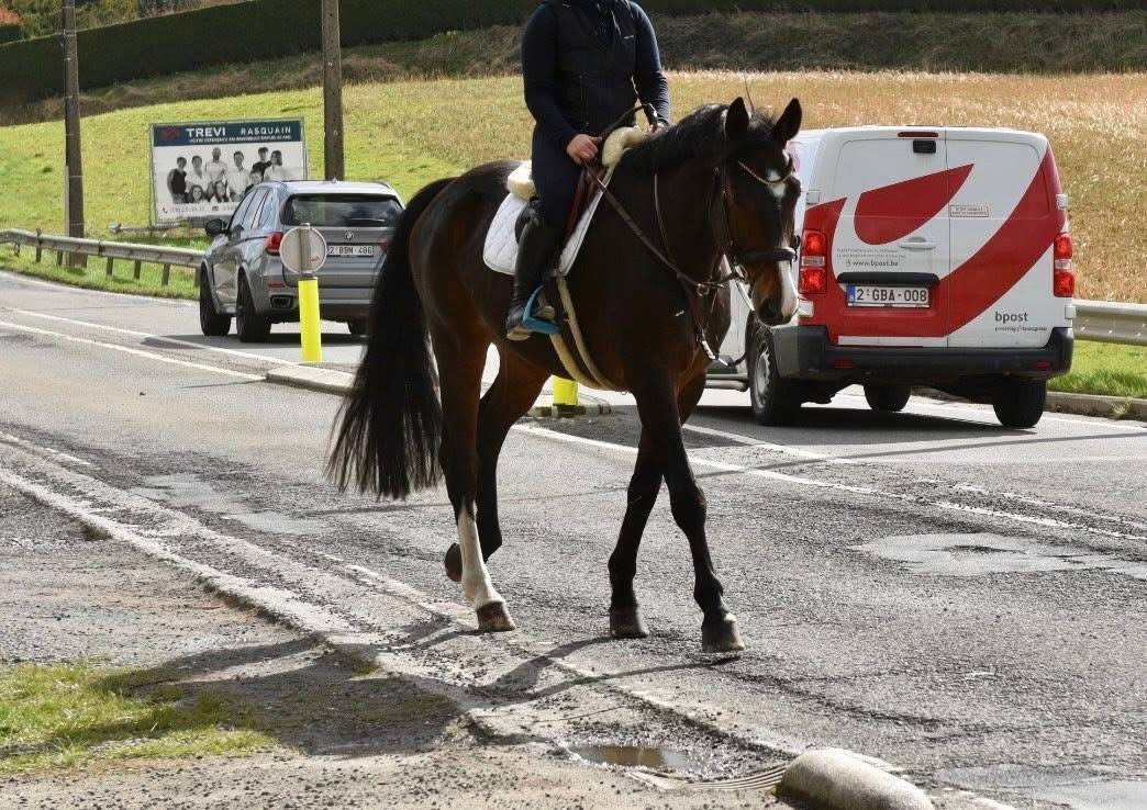 SUBLIME HONGRE PROFESSEUR ORIENT&Eacute; DRESSAGE 