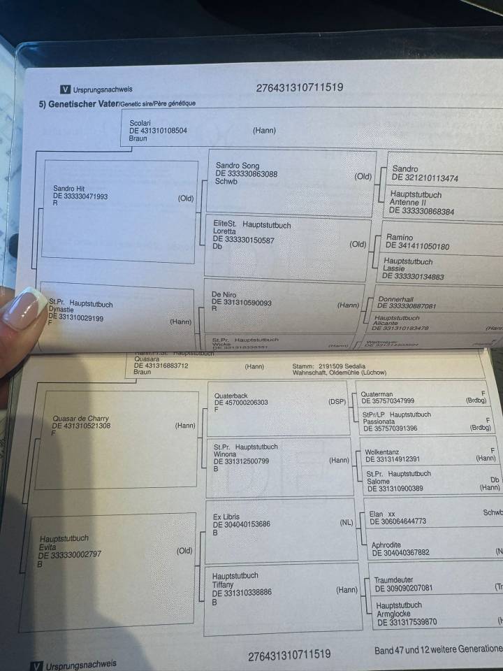 SUBLIME HONGRE PROFESSEUR ORIENT&Eacute; DRESSAGE 