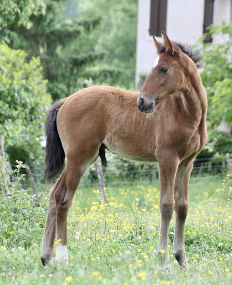 Pur sang Lusitanien de 11 mois