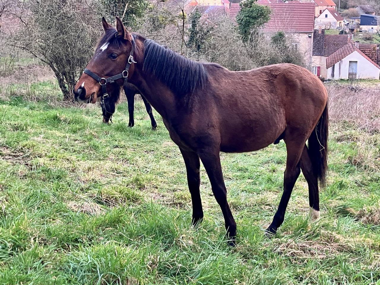 Pur sang Lusitanien de 11 mois