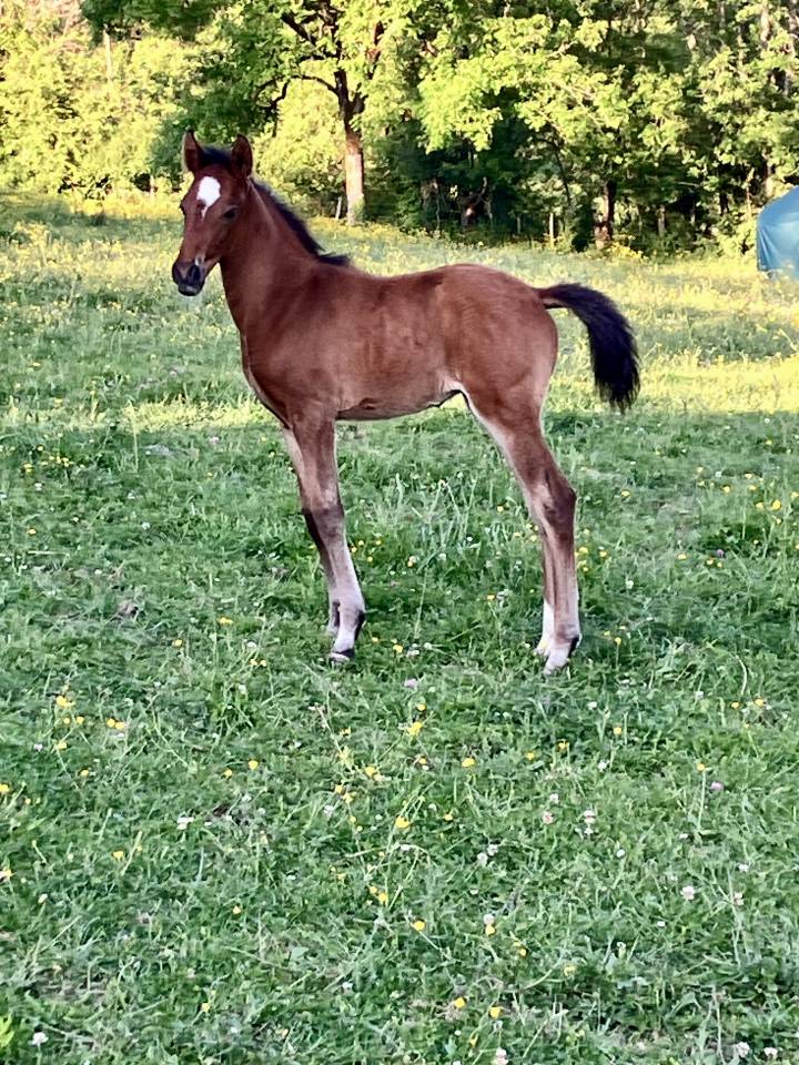 Pur sang Lusitanien de 11 mois