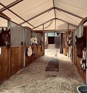 monitrice pour le club/ travail des poneys/chevaux