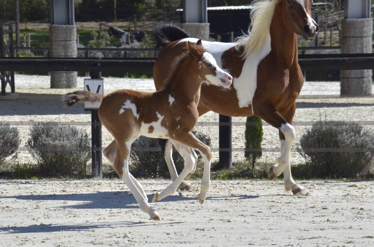 Pouliche Couleur Jument PSA Pur-Sang Arabe Baie DW19 