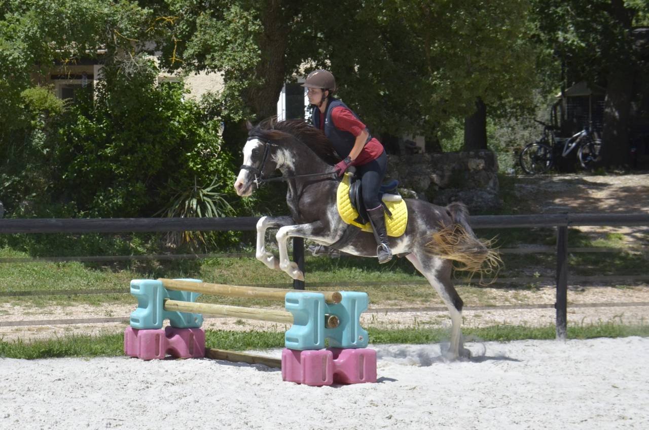 Pouliche Couleur Jument PSA Pur-Sang Arabe Baie DW19 