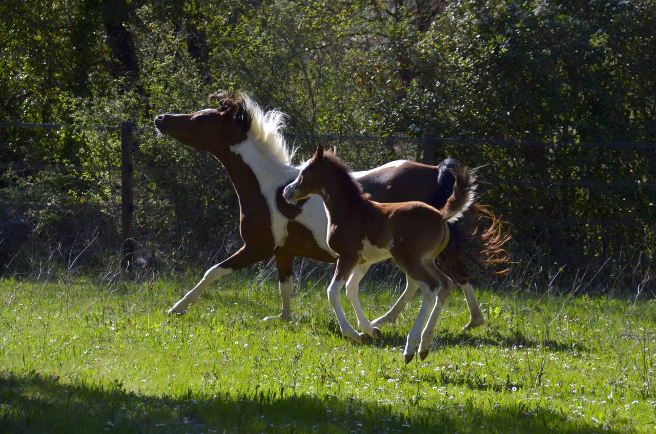 Pouliche DSA Baie DW19 - Demi-Sang Arabe 97%