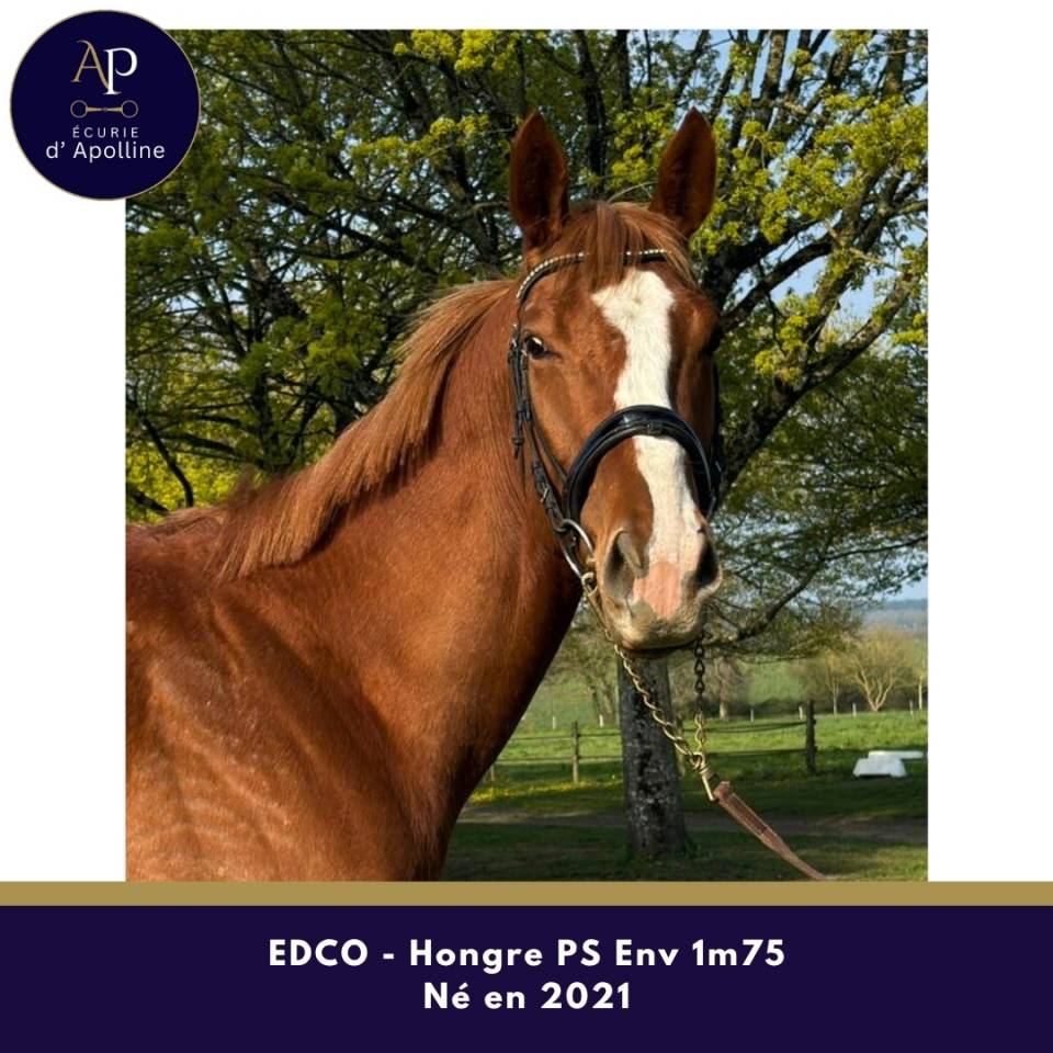 Grand cheval 5 ans pour bonne maison