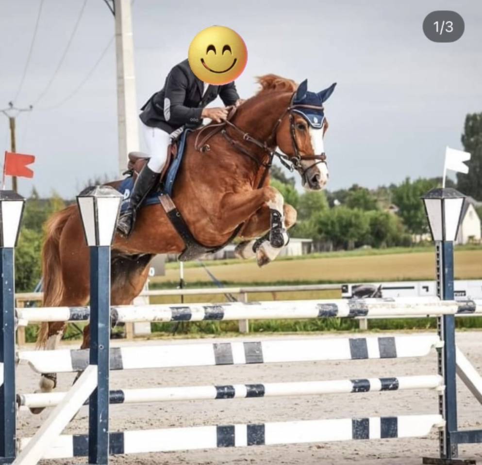 Hongre SF pour concours amateur / loisirs 