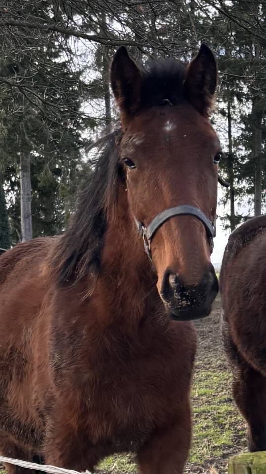 Trotteur fran&ccedil;ais par Ducato Bourbon