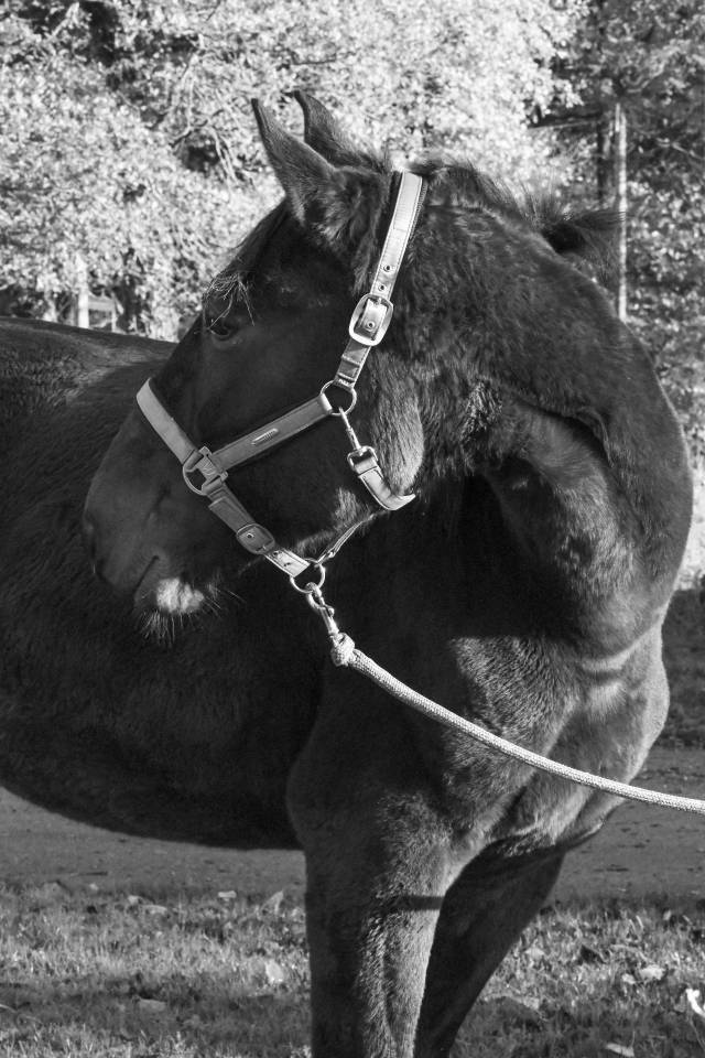 Trotteur fran&ccedil;ais 