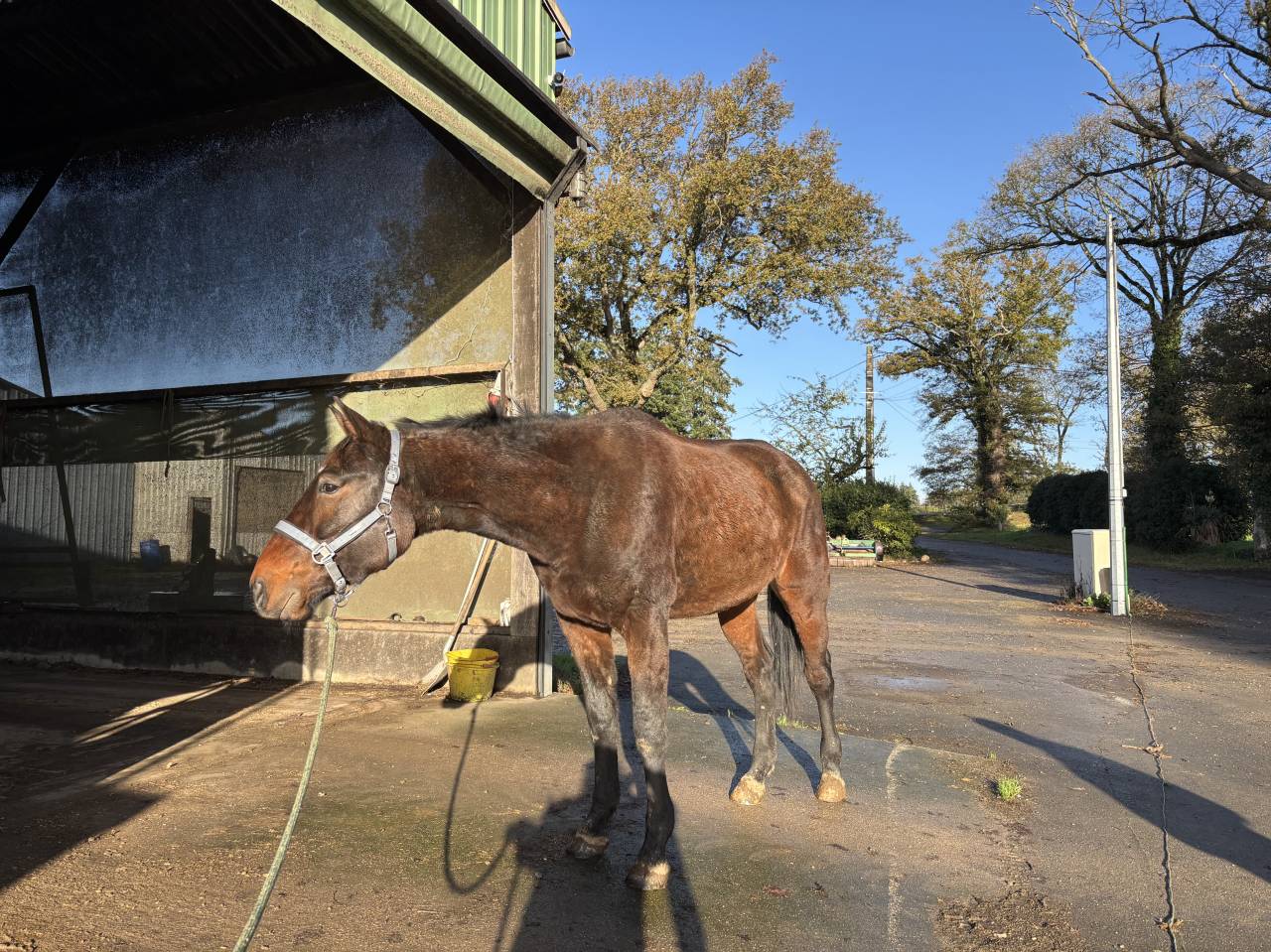 Trotteur fran&ccedil;ais 