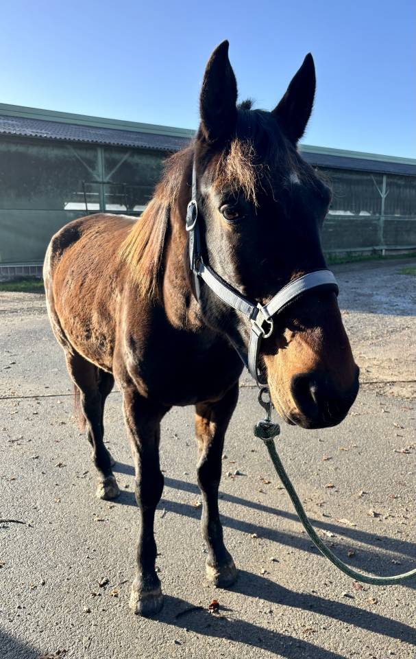Trotteur fran&ccedil;ais 