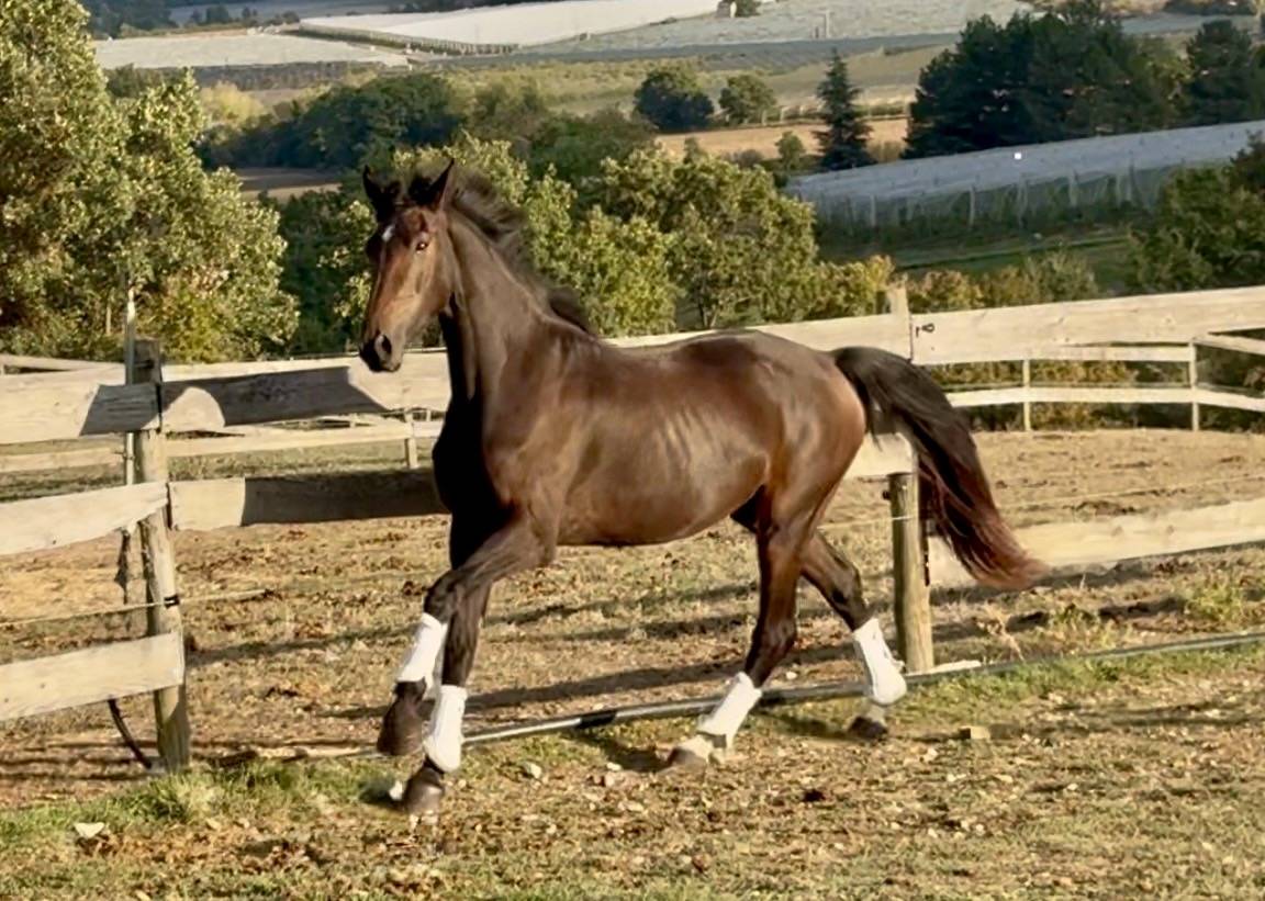 Hongre KWPN Dressage
