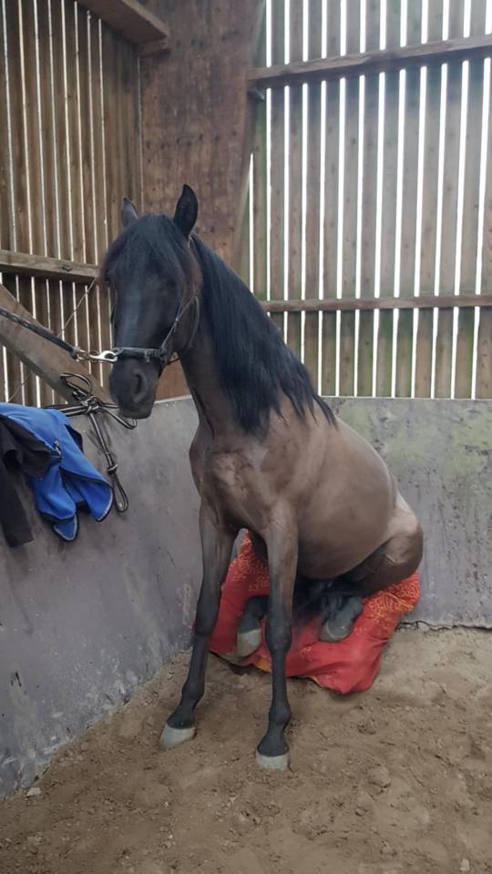 Magnifique pure race espagnol 