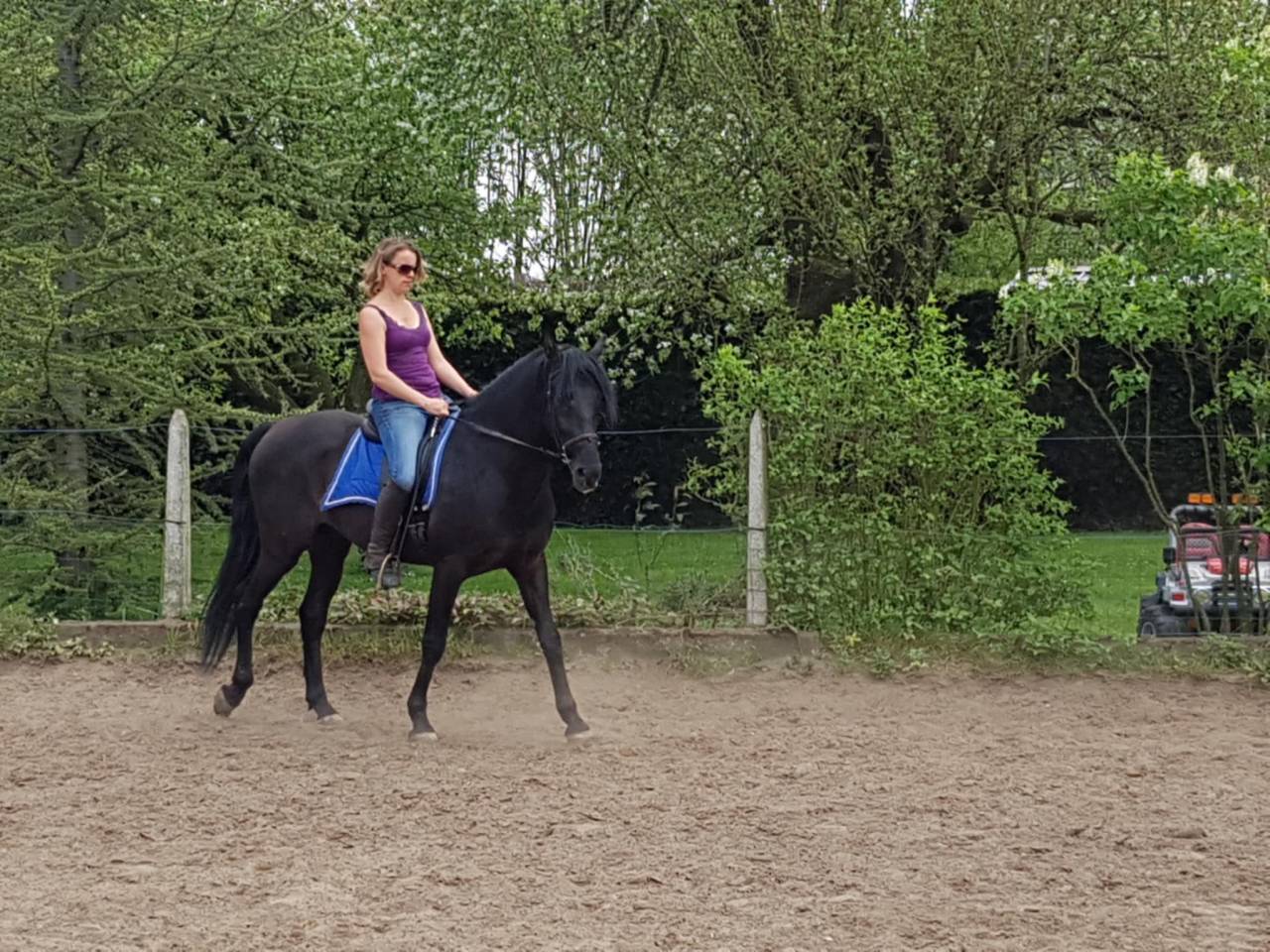 Magnifique pure race espagnol 