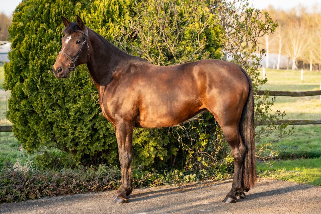 Jument 11 ans Loisir ou Club