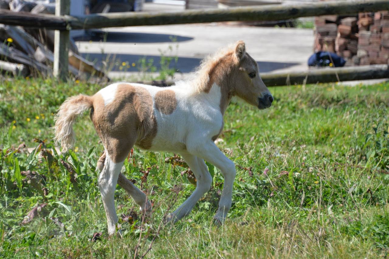 M&acirc;le Shetland pie palomino PP 2025