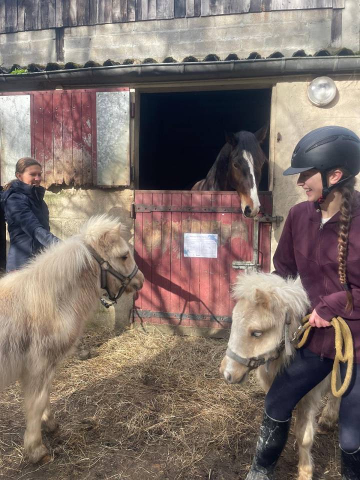 M&acirc;le Shetland pie palomino PP 2025